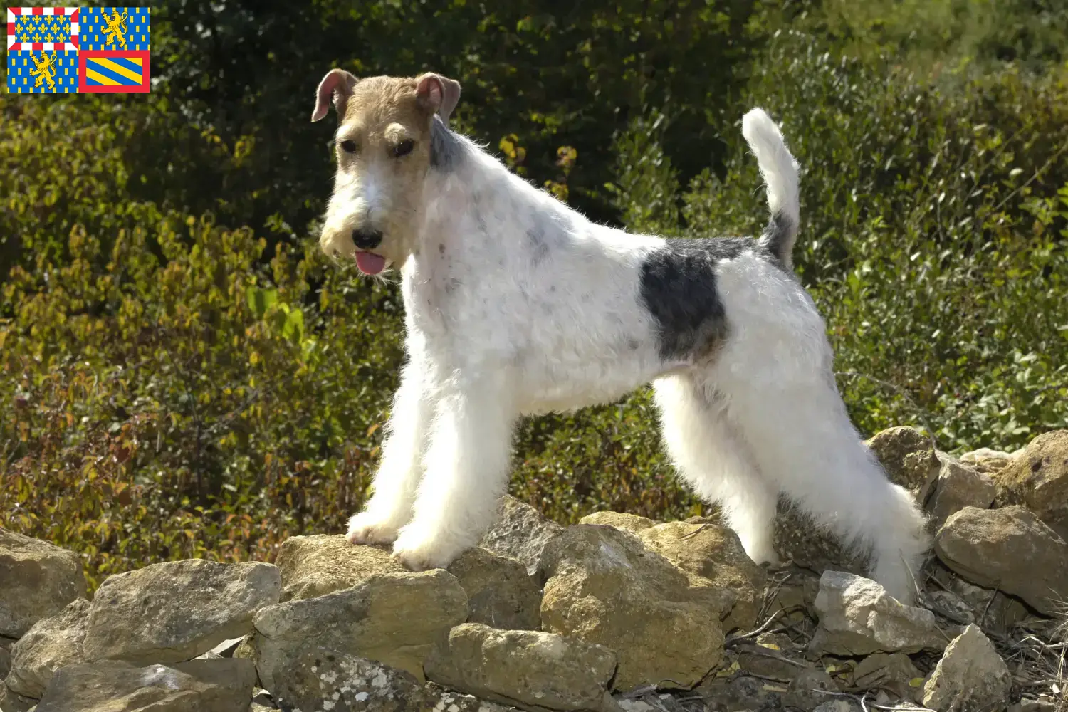 Read more about the article Fox Terrier breeders and puppies in Bourgogne-Franche-Comté