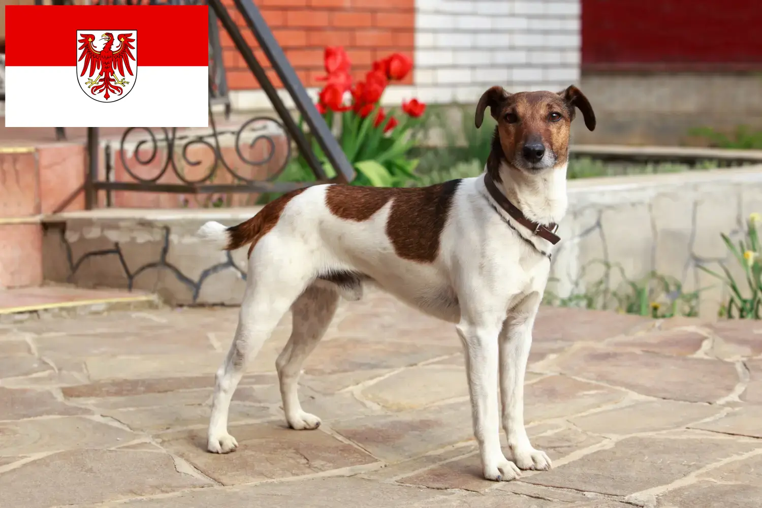 Read more about the article Fox Terrier breeders and puppies in Brandenburg