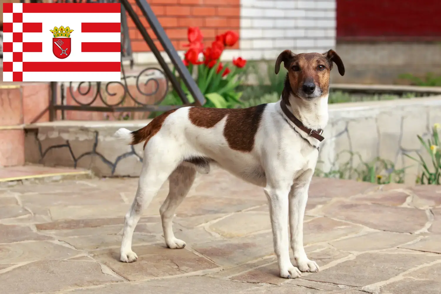 Read more about the article Fox Terrier breeders and puppies in Bremen