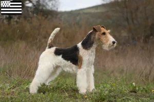 Read more about the article Fox Terrier breeders and puppies in Brittany