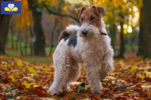Read more about the article Fox Terrier breeders and puppies in Brussels-Capital Region