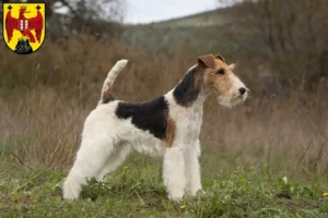 Read more about the article Fox Terrier breeders and puppies in Burgenland