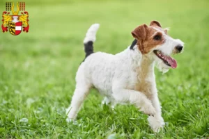 Read more about the article Fox Terrier breeders and puppies in Carinthia