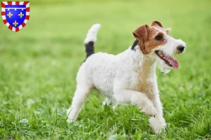 Read more about the article Fox Terrier breeders and puppies in Centre-Val de Loire