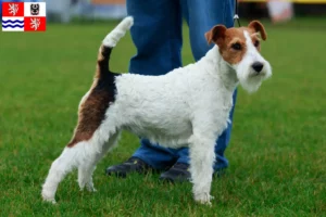 Read more about the article Fox Terrier breeders and puppies in Central Bohemia