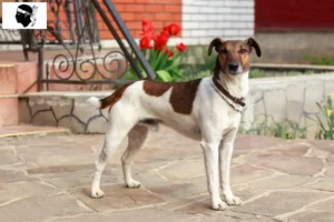 Read more about the article Fox Terrier breeders and puppies in Corsica