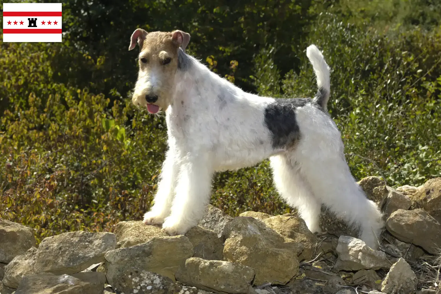 Read more about the article Fox Terrier breeders and puppies in Drenthe