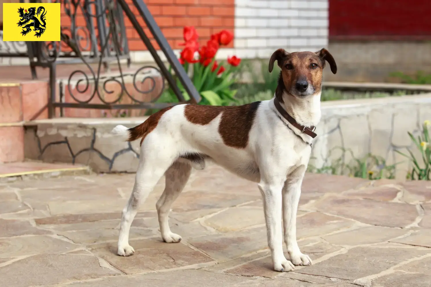 Read more about the article Fox Terrier breeders and puppies in Flanders