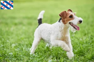 Read more about the article Fox Terrier breeders and puppies in Friesland