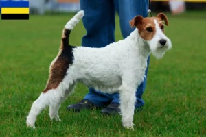 Read more about the article Fox Terrier breeders and puppies in Gelderland