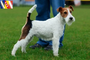 Read more about the article Fox Terrier breeders and puppies in Grand Est