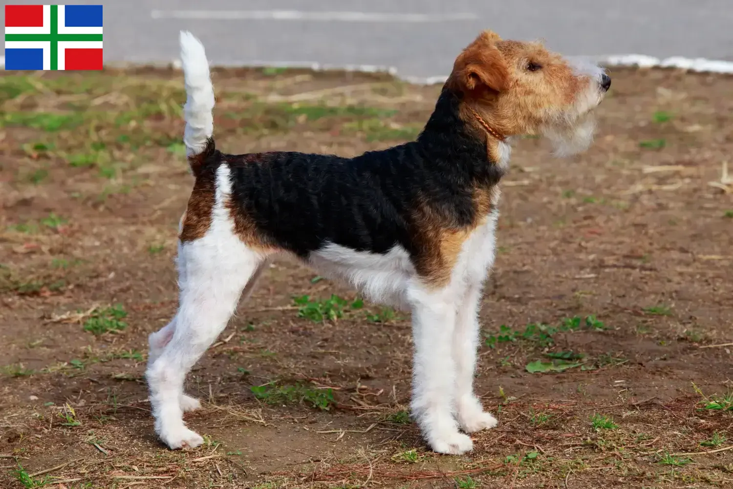 Read more about the article Fox Terrier breeders and puppies in Groningen