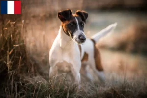 Read more about the article Fox Terrier breeders and puppies in Guadeloupe