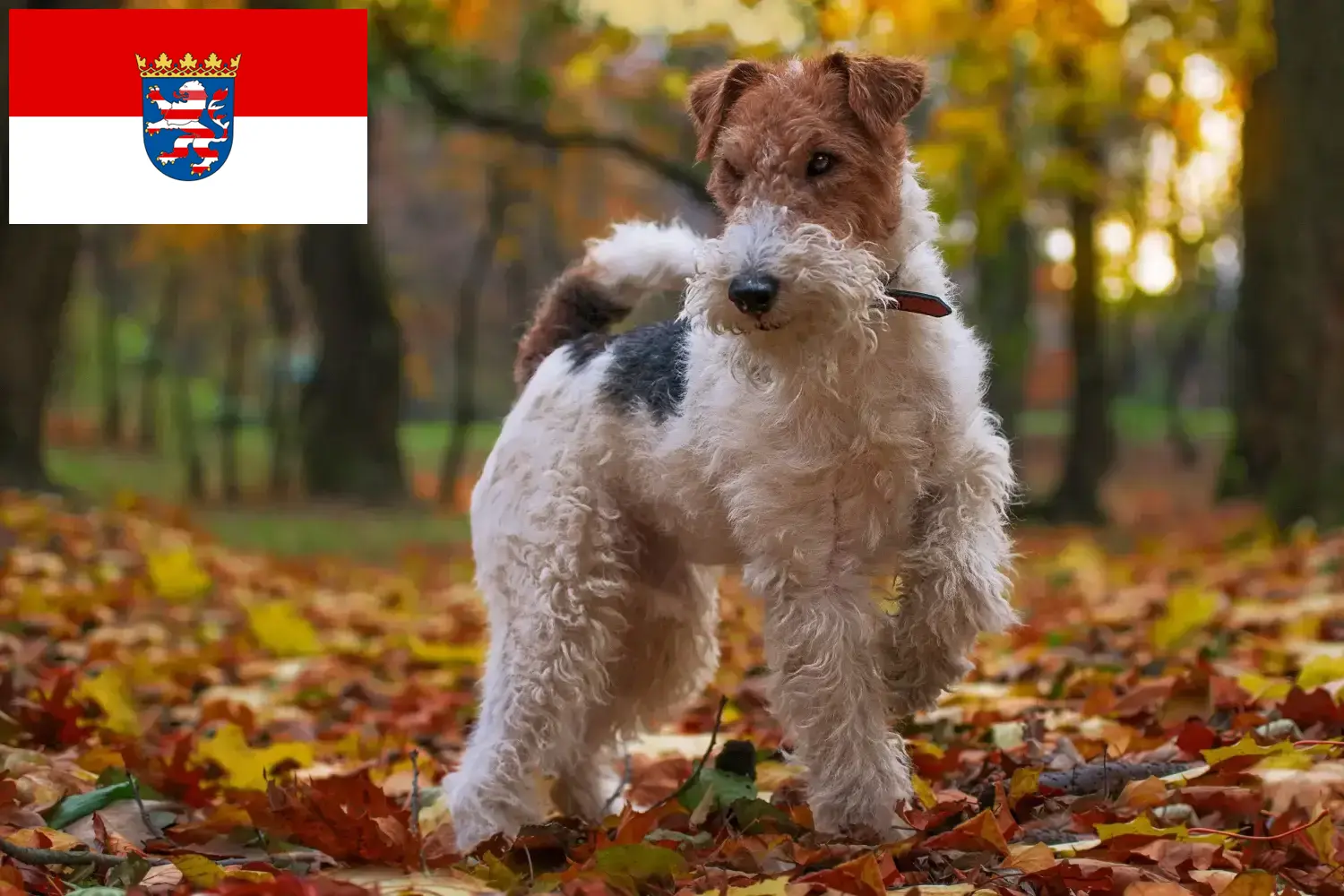 Read more about the article Fox Terrier breeders and puppies in Hessen