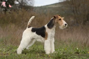 Read more about the article Fox Terrier breeder and puppies in Hovedstaden