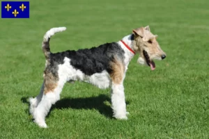 Read more about the article Fox Terrier breeders and puppies in Île-de-France