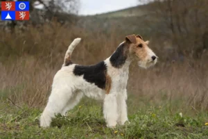 Read more about the article Fox Terrier breeders and puppies in Liberec