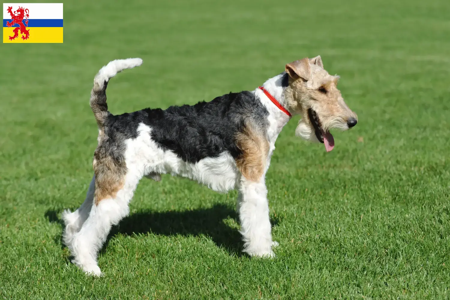 Read more about the article Fox Terrier breeders and puppies in Limburg