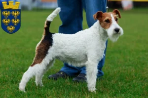 Read more about the article Fox Terrier breeders and puppies in Lower Austria