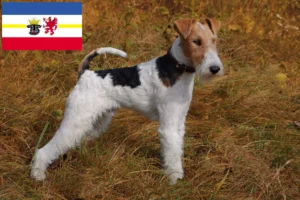 Read more about the article Fox Terrier breeders and puppies in Mecklenburg-Vorpommern