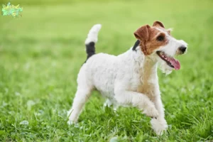 Read more about the article Fox Terrier breeders and puppies in Midtjylland