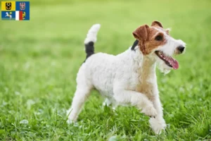 Read more about the article Fox Terrier breeders and puppies in Moravia-Silesia