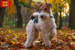 Read more about the article Fox Terrier breeders and puppies in Normandy