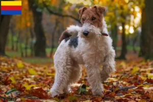 Read more about the article Fox Terrier breeders and puppies in North Holland