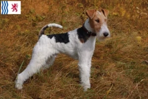 Read more about the article Fox Terrier breeders and puppies in Nouvelle-Aquitaine