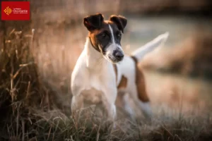 Read more about the article Fox Terrier breeders and puppies in Occitania