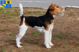 Read more about the article Fox Terrier breeders and puppies in Olomouc