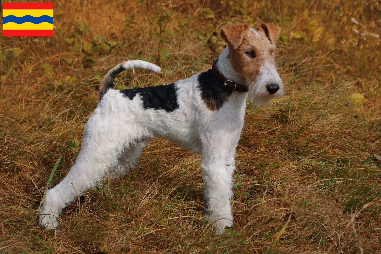 Read more about the article Fox Terrier breeders and puppies in Overijssel