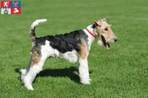 Read more about the article Fox Terrier breeders and puppies in Pardubice