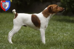 Read more about the article Fox Terrier breeders and puppies in Pays de la Loire