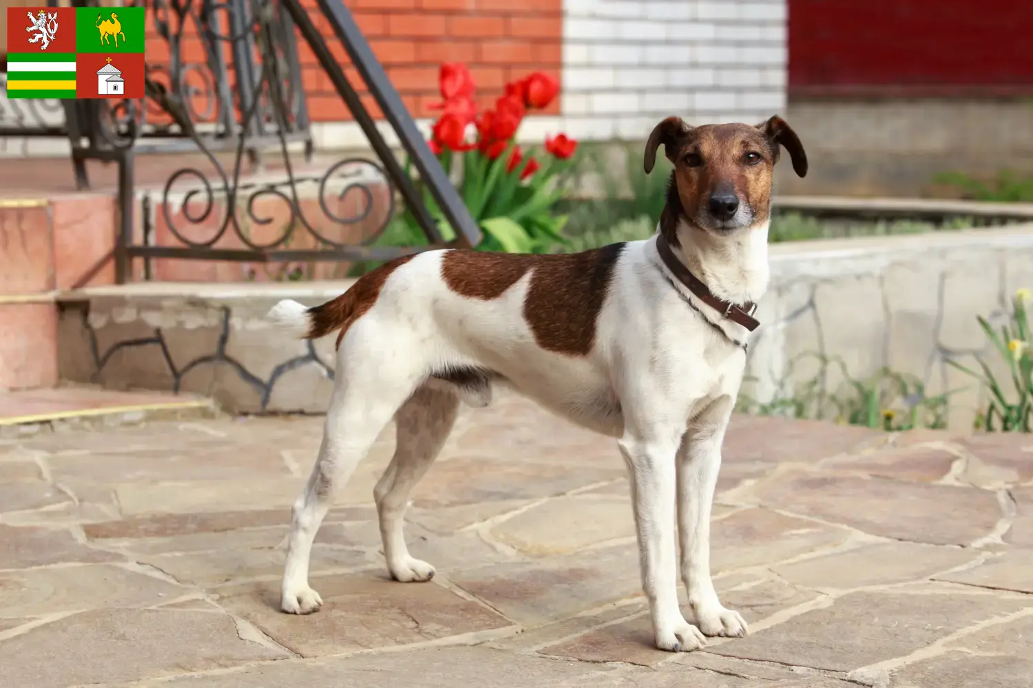 Read more about the article Fox Terrier breeders and puppies in Pilsen