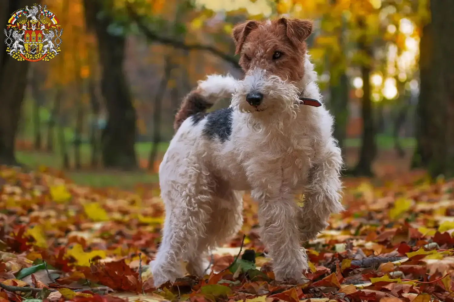Read more about the article Fox Terrier breeders and puppies in Prague