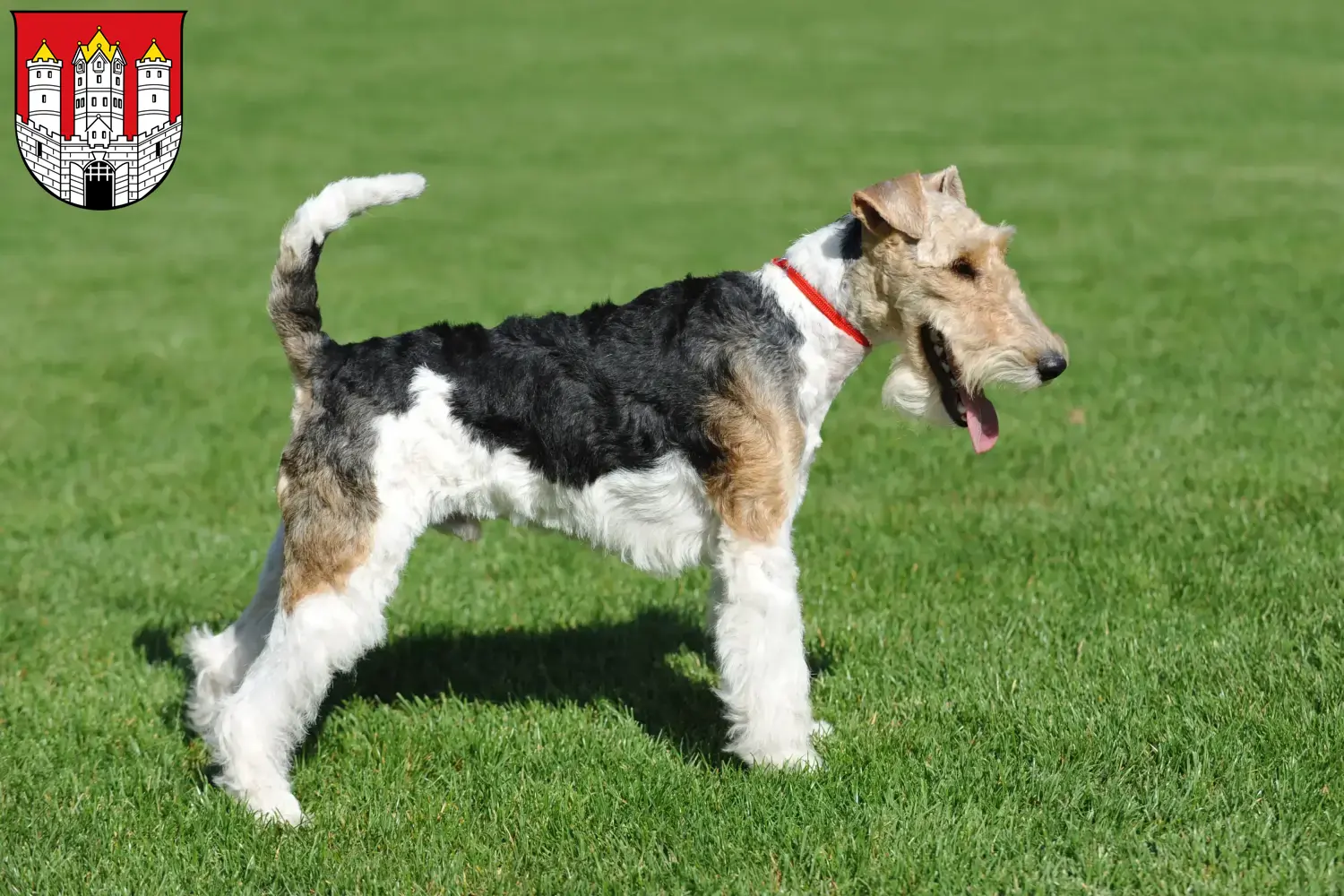 Read more about the article Fox Terrier breeders and puppies in Salzburg