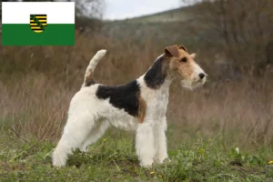 Read more about the article Fox Terrier breeders and puppies in Saxony