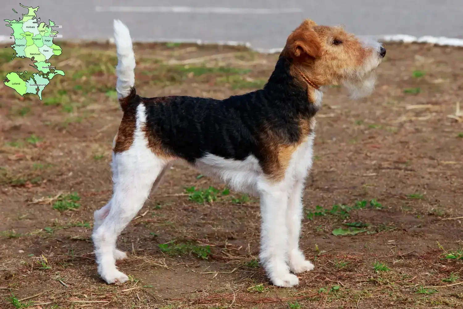 Read more about the article Fox Terrier breeders and puppies in Sjælland