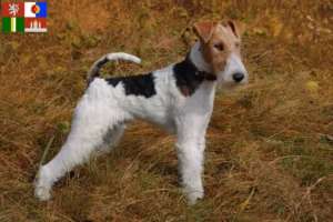 Read more about the article Fox Terrier breeders and puppies in South Bohemia