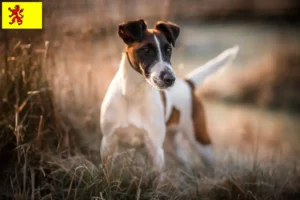 Read more about the article Fox Terrier breeders and puppies in South Holland