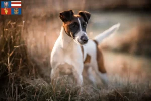 Read more about the article Fox Terrier breeders and puppies in South Moravia