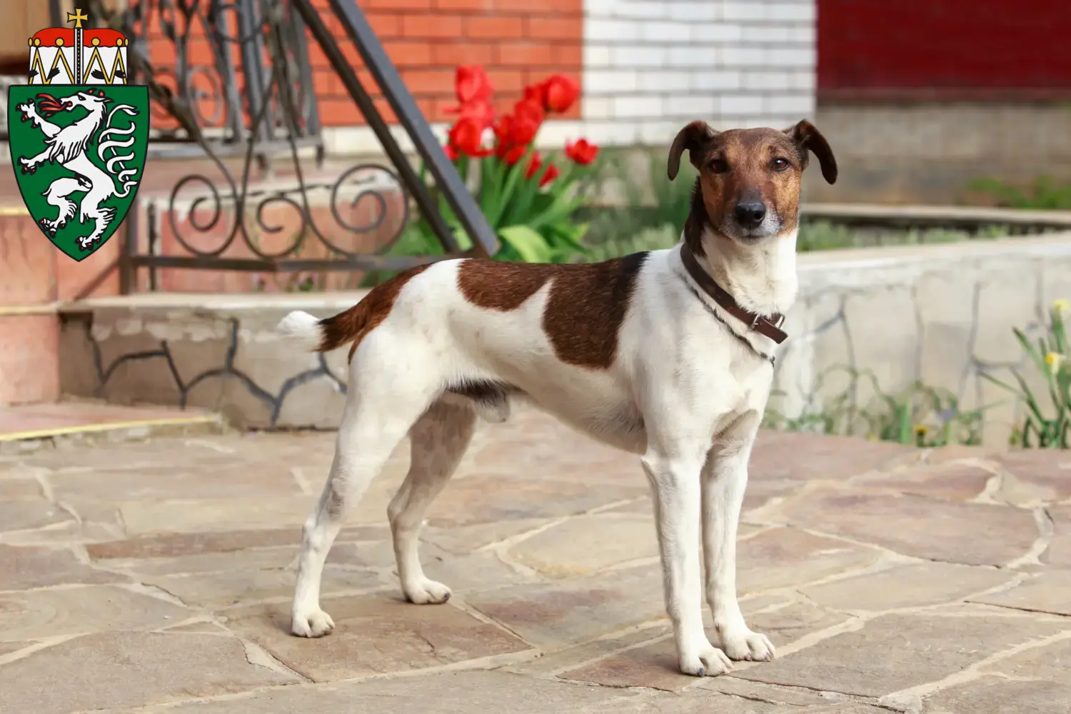 Read more about the article Fox Terrier breeders and puppies in Styria