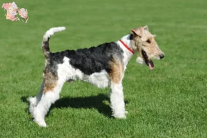 Read more about the article Fox Terrier breeders and puppies in Syddanmark