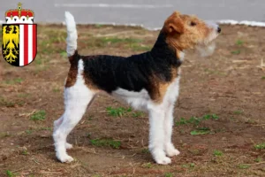Read more about the article Fox Terrier breeders and puppies in Upper Austria