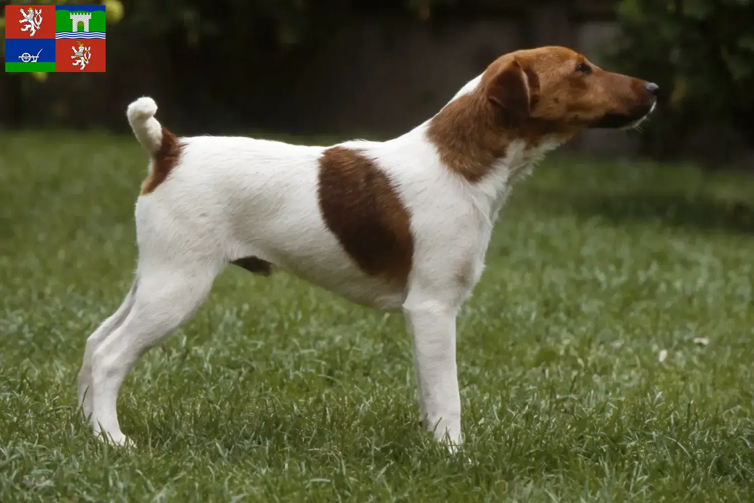 Read more about the article Fox Terrier breeders and puppies in Ústí