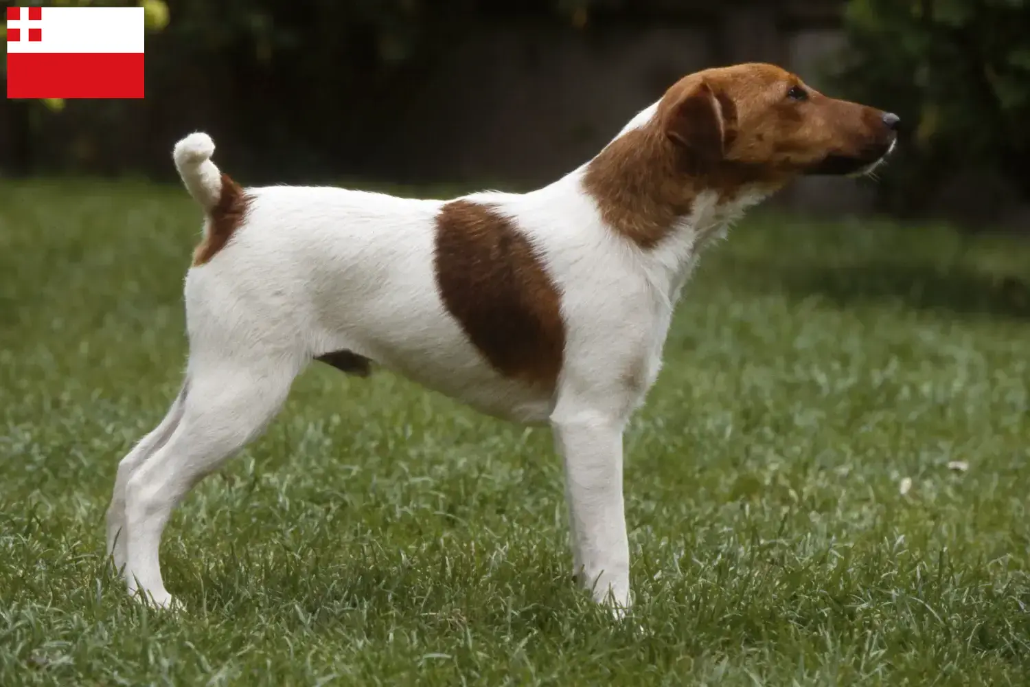 Read more about the article Fox Terrier breeders and puppies in Utrecht