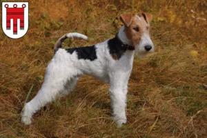 Read more about the article Fox Terrier breeders and puppies in Vorarlberg