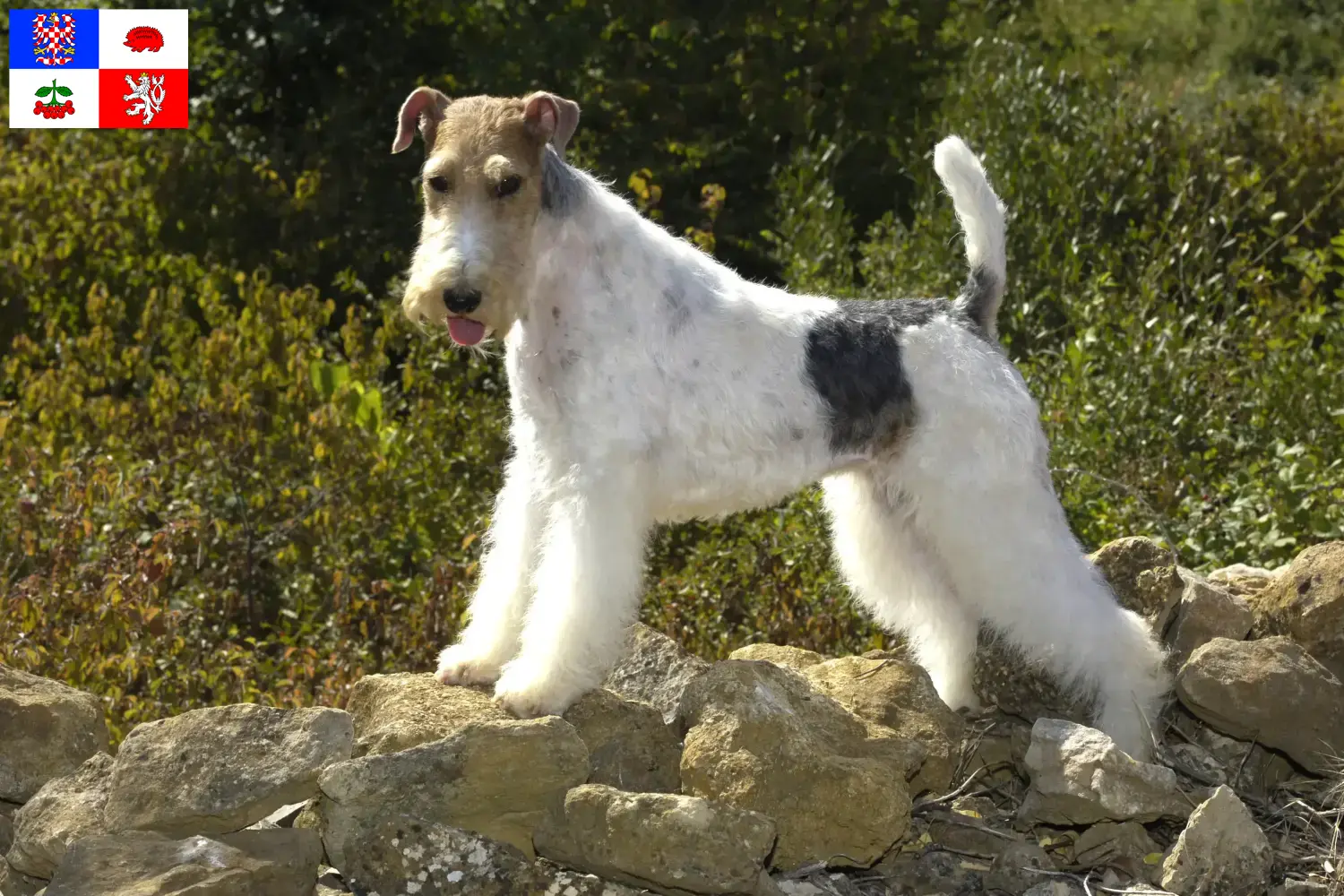 Read more about the article Fox Terrier breeders and puppies in Vysočina