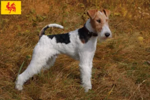 Read more about the article Fox Terrier breeders and puppies in Walloon Region